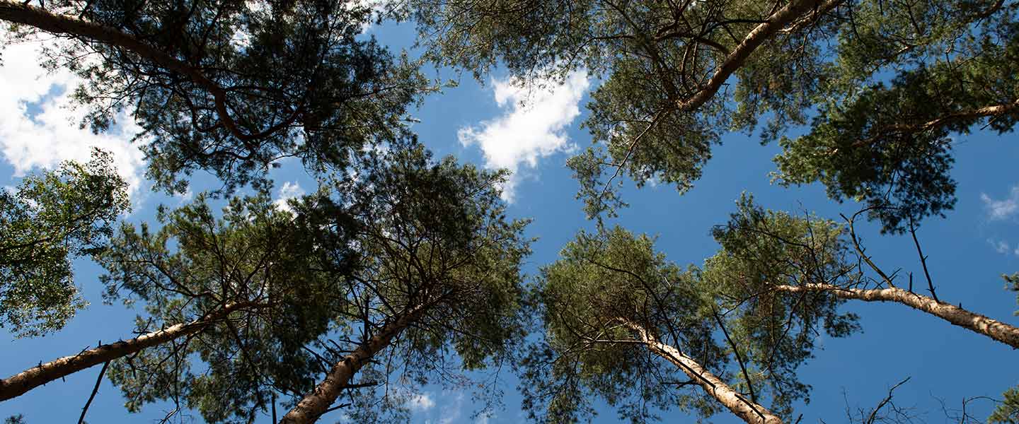 Himmel über Bäumen - Bad Bevensen