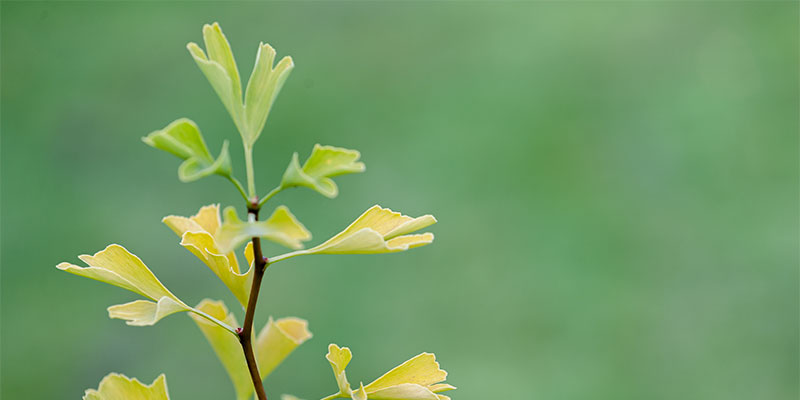 Ginkoblätter