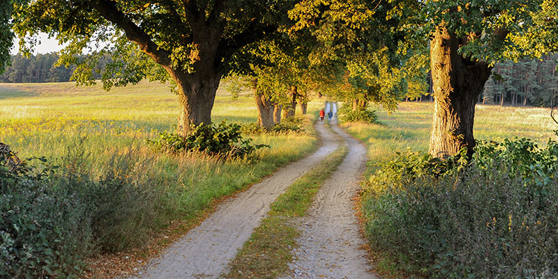 Feldweg im Herbst