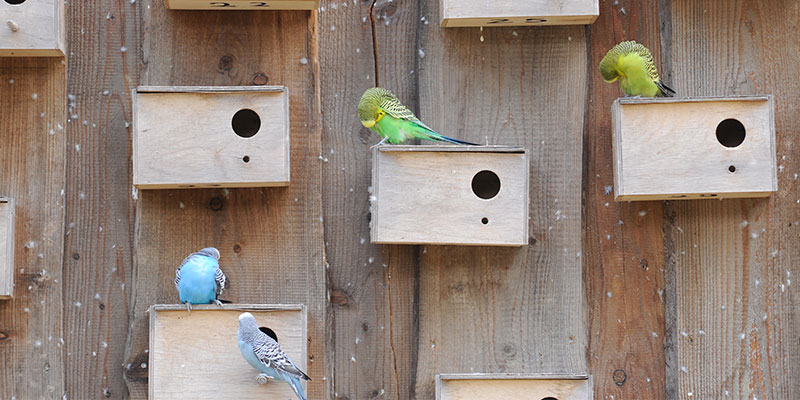 Wellensittiche Vogelhäuschen