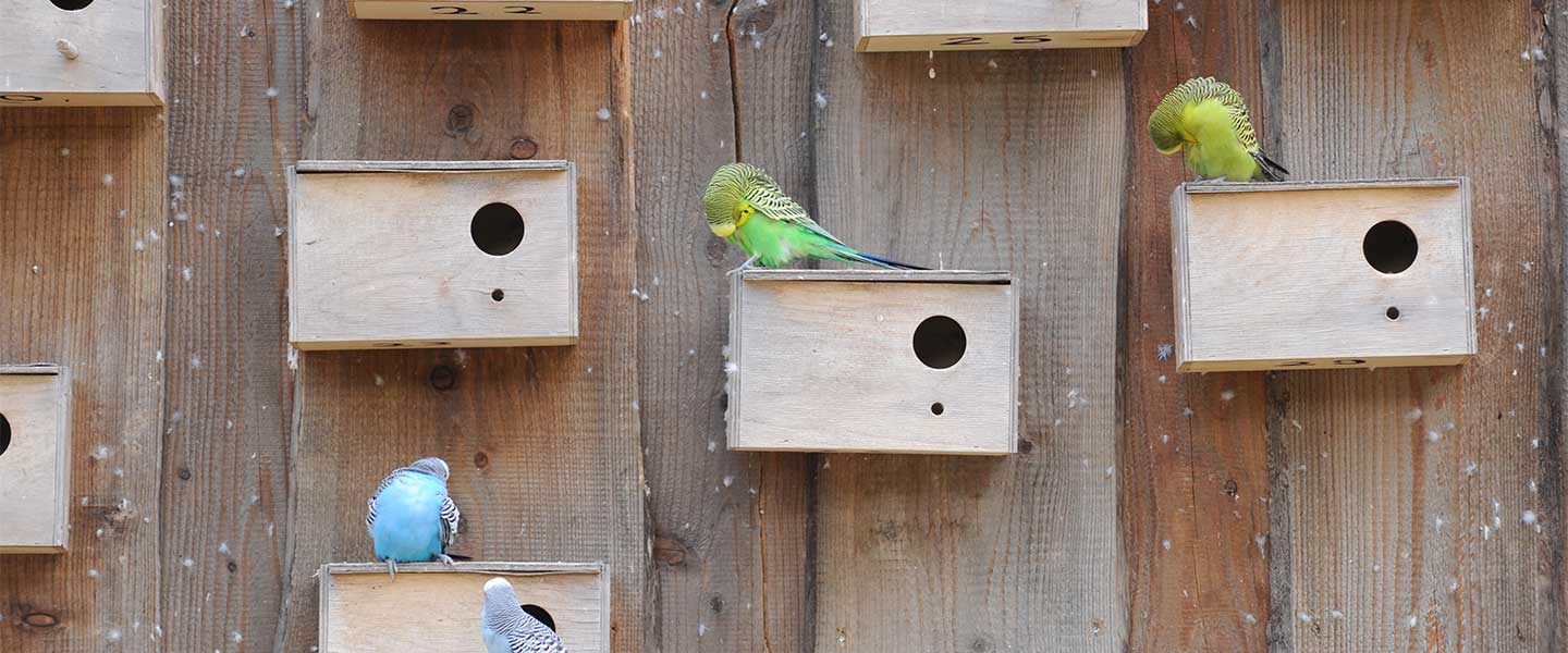 Wellensittiche Vogelhäuschen